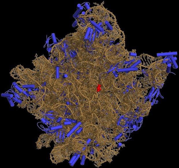 3D representation of the 50S ribosomal subunit. Ribosomal RNA is in ochre, proteins in blue.