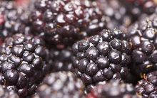 boysenberry / blackberry