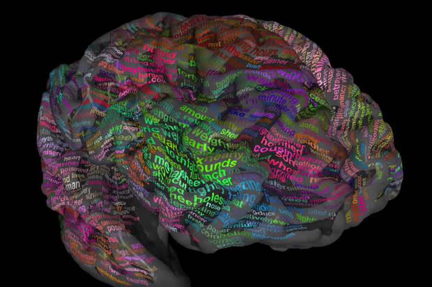 The Brain Dictionary 