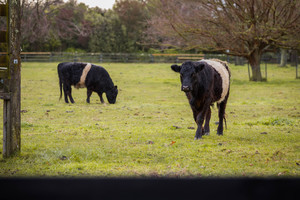 Cows in a paddock in the Hawke's Bay area