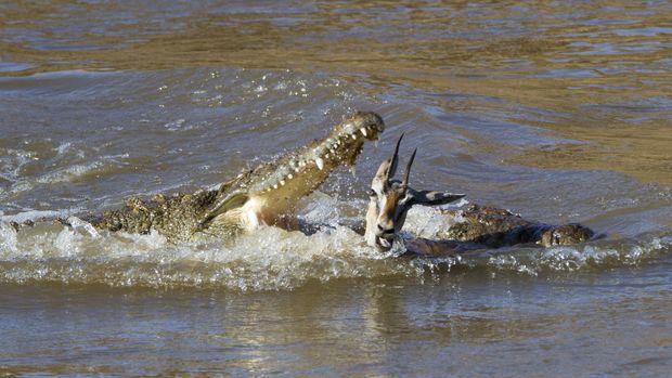 Crocodile catching a gazelle in water Masai Mara Kenya.