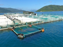 One of King Salmon's farms in Tory Strait.