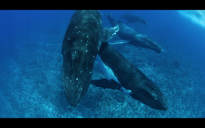 Humpback Whales near Rarotonga 