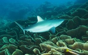 a shark on the tiny Pacific island nation of Palau.