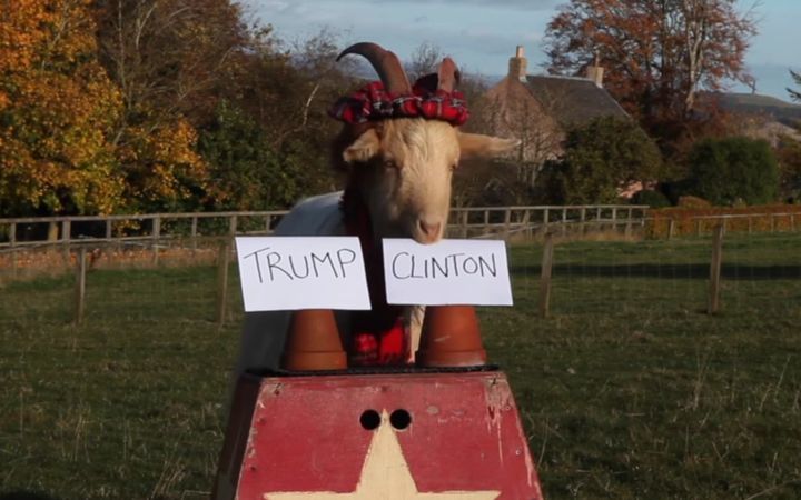Scottish 'psychic' goat Boots was said to have predicted the outcome of the US presidential race.