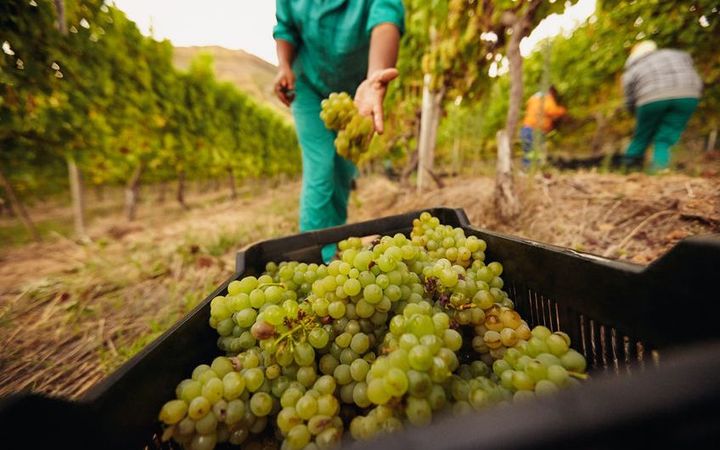Vineyard worker picking grapes.