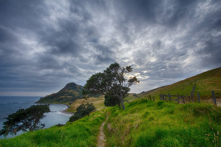 Coromandel trail path