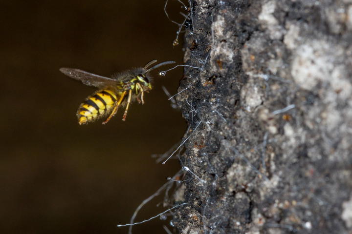 A wasp approaches a honeydrew droplet from a scale insect.