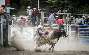 Bull riding at the Warkworth Rodeo.