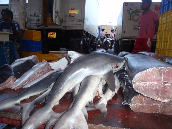 Sharks in a market in Sri Lanka 
