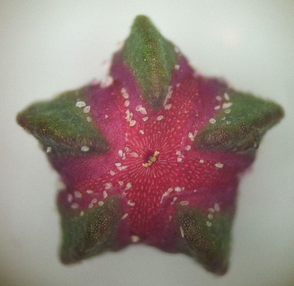 Developing black seed in quinoa flower (By Adam Peterson Own work, CC BY-SA 4.0)