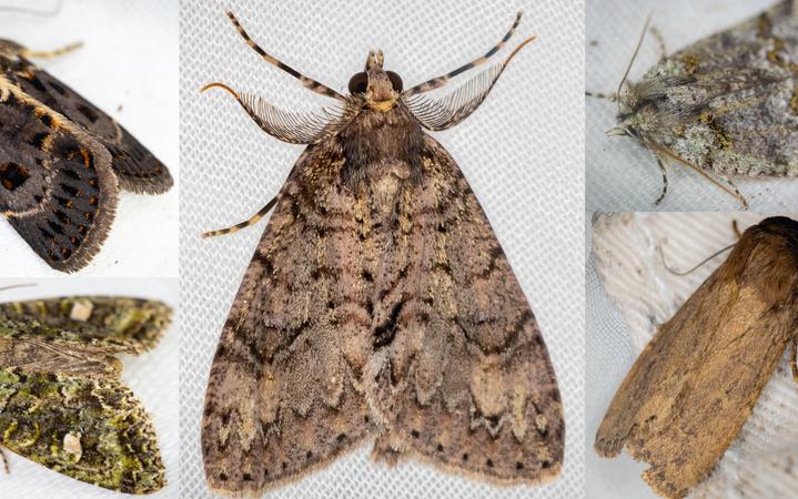 Big Moths Nz