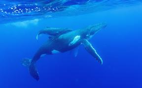 Humpback whale and calf in Niue 