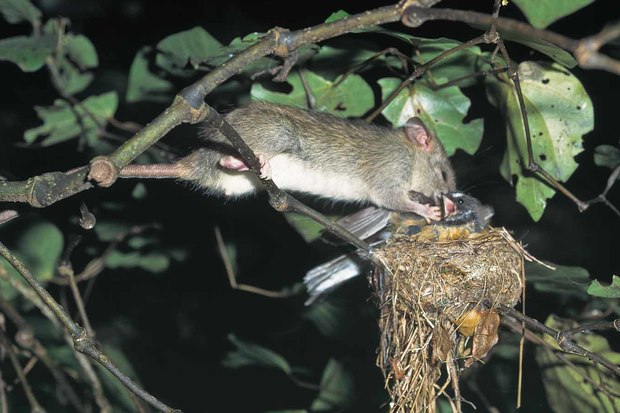 Ship rat eating a fantail on the nest