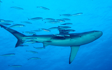 A school of fish trails a Galapagos shark near the Kermadec Islands.