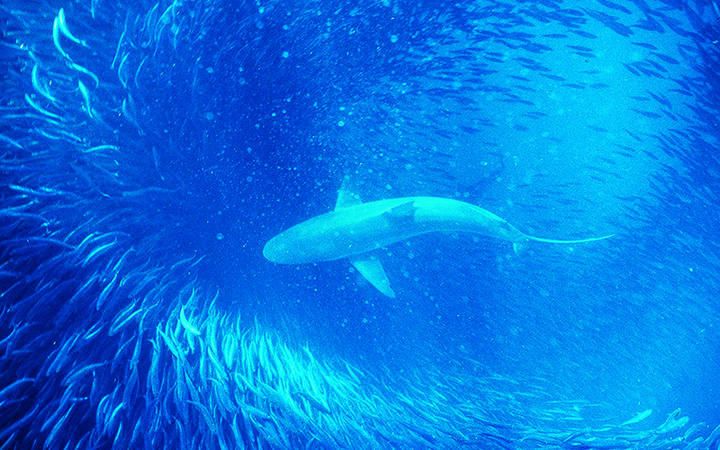  Bronze whaler swims through school of sardines on South Africa's Wild Coast. Can biodiversity be sustained without sacrificing fish catches?