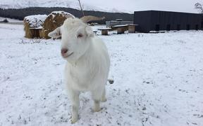 Residents - and goats - in Fairlight, Southland, woke to their land blanketed in snow this morning. 1 September 2020


