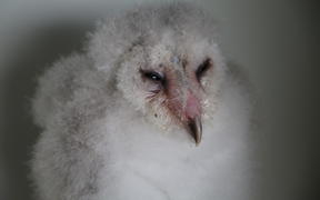 A baby barn owl at Wingspan National Bird of Prey Trust