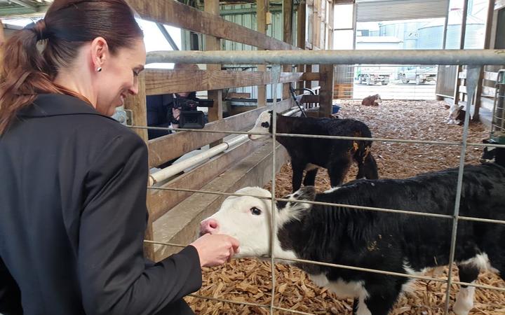 Jacinda Ardern feeds a calf at the Green Valley Dairy Company, Mangatawhiri. 23 September