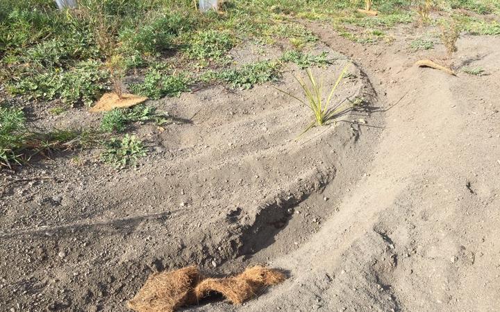 Damage to plants on the reserve on the banks of Wairarapa Moana / Lake Wairarapa