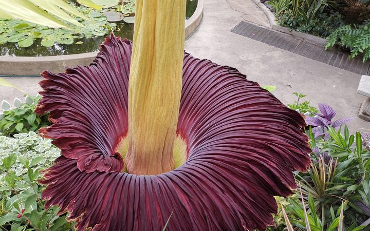 The Amorphophallus titanum, also known as the corpse flower, in full blossom at the Winter Garden in Auckland Domain.