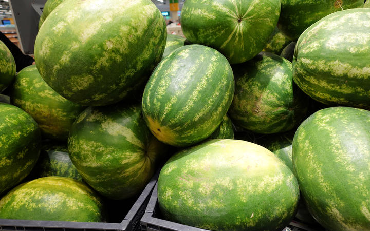 Water melon fruit bulk in fresh market, big ellipsoid-shaped and green colored tropical fruit