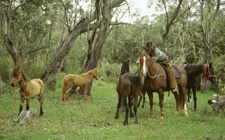 Chasing and catching brumbies (wild bush horses), Victoria, Australia, Pacific