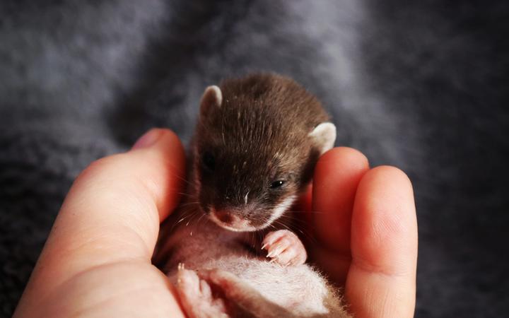 Dr Andrew Veale's baby stoat