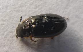 Reefton Beetle - Horelophus walkeri 