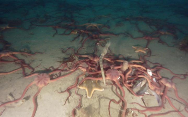 Photos taken under New Zealand King Salmon's Te Pangu farm.