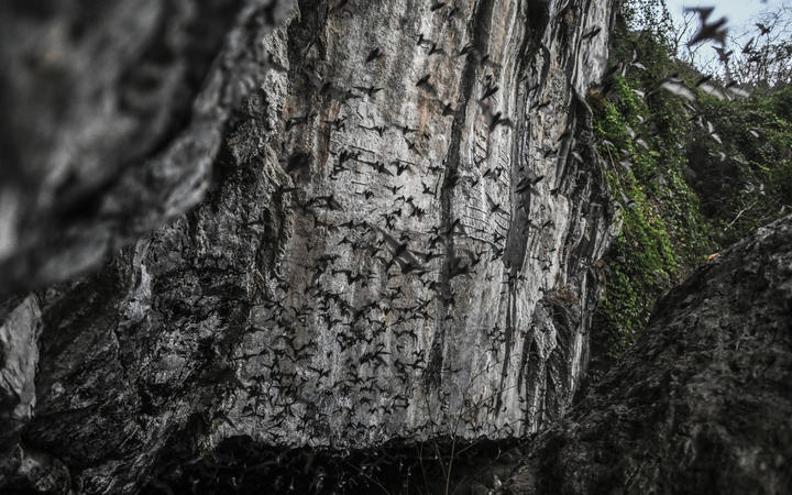 Bats fly out from Linno Gu cave in Hpa-An, Karen State on March 1, 2020. 