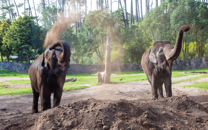 Asian elephants Burma and Anjalee will be moved from Auckland Zoo.