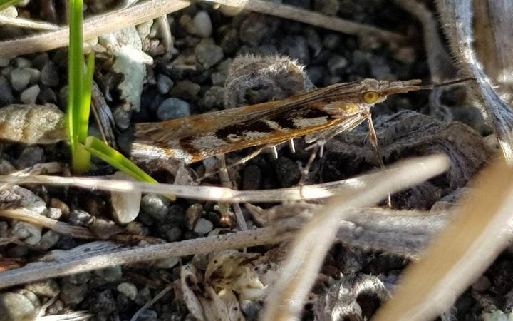 Kupea grassmoth