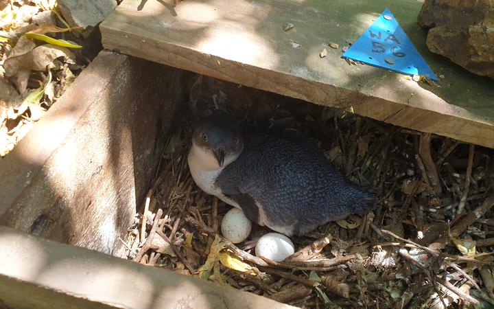 Little Blue Penguin in it's nesting box in Wellington.