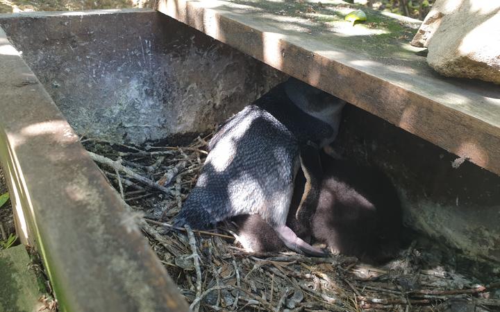 Little Blue Penguin chicks hunker down in their box.