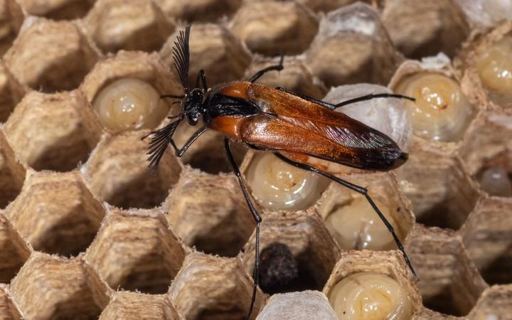 Metoecus paradoxus or wasp nest beetle