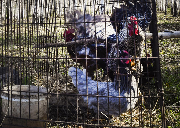 Photo of Grippe aviaire: la Russie découvre le premier cas de H5N8 chez l’homme