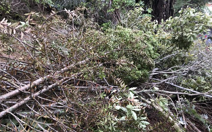 A kauri felled by council contractors.