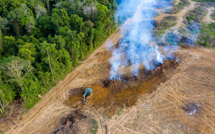 As florestas tropicais brasileiras foram desmatadas para dar lugar às plantações de óleo de palma e borracha.  (Arquivo de imagem).