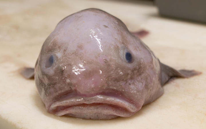 Blobfish What is