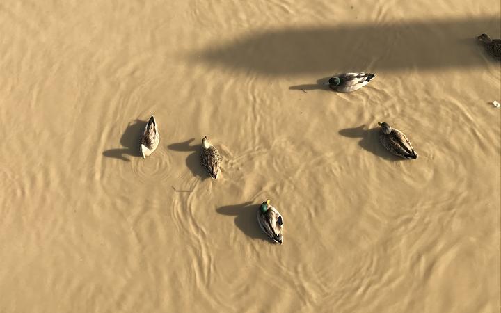 Sediment loading in Kaipara Harbour tributary.