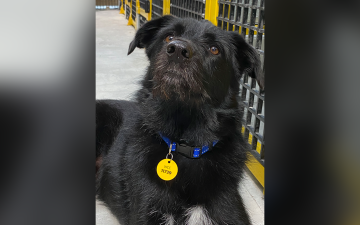 A Wellington dog donning a new, longer lasting metal dog tag.