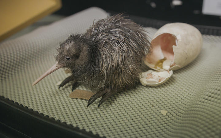 Un autre poussin Kiwi a éclos avec succès, opération Nest Egg, zoo d'Auckland