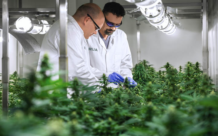 Rua Bioscience co-founder Manu Caddie inspects plants with head grower Brandon Veevers.