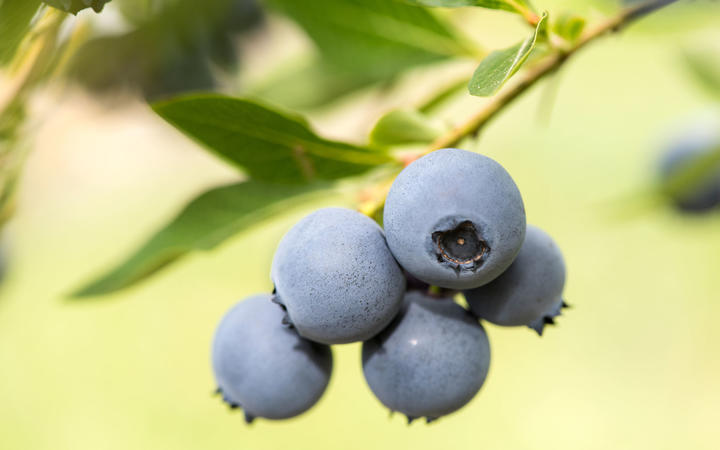 Plant and Food Research has licensed new blueberry varieties.