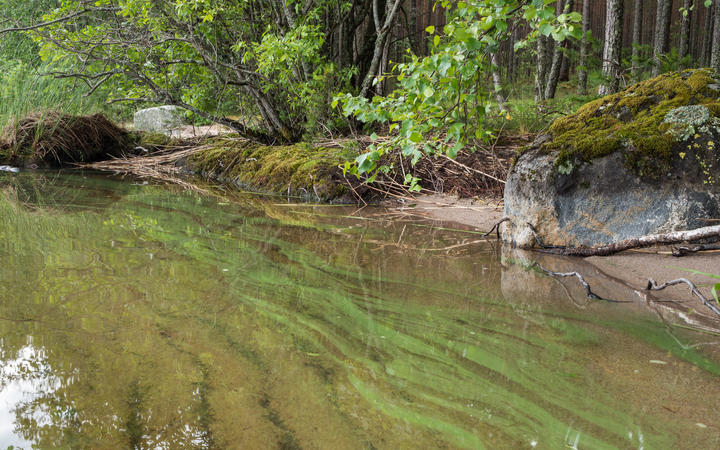 Cyanobacteria blooming in shallow water near shore