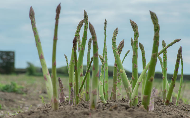 Asparagus growing in Horowhenua