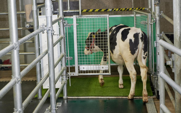 A calf enters the toilet.