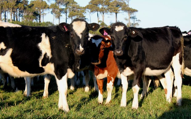 Dairy heifers on Malcolm's farm