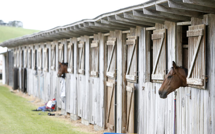11 November 2016 Horses waiting to race at the Dargaville Racing Club meeting.